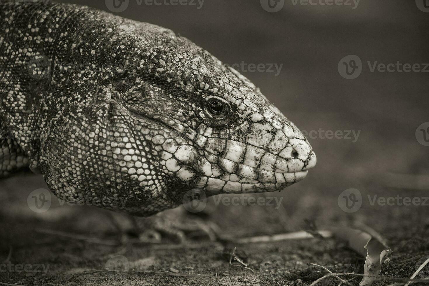 Argentino Preto e branco tegu lagarto, pantanal, brasil foto