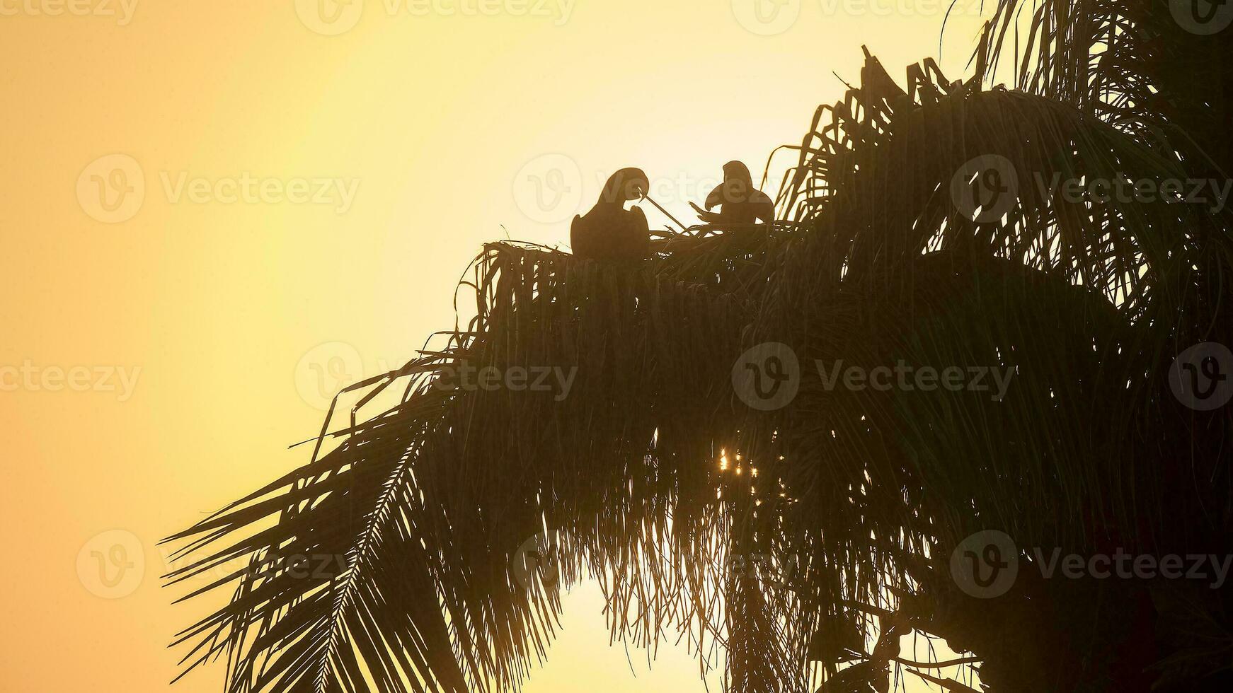 jacinto arara, pantanal floresta, Brasil foto