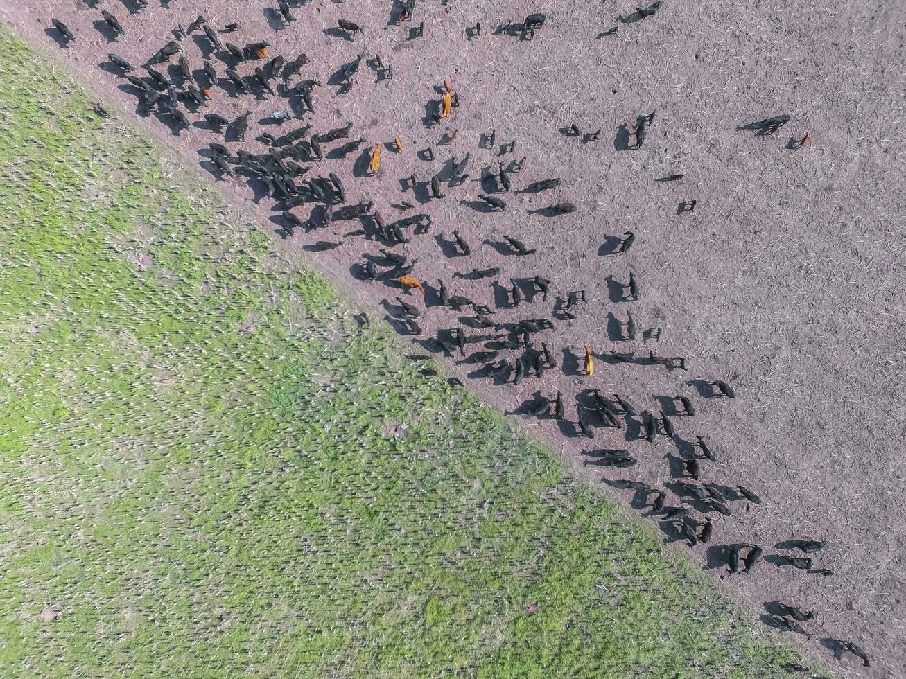 tropa do vacas dentro a pampas campo, argentina foto