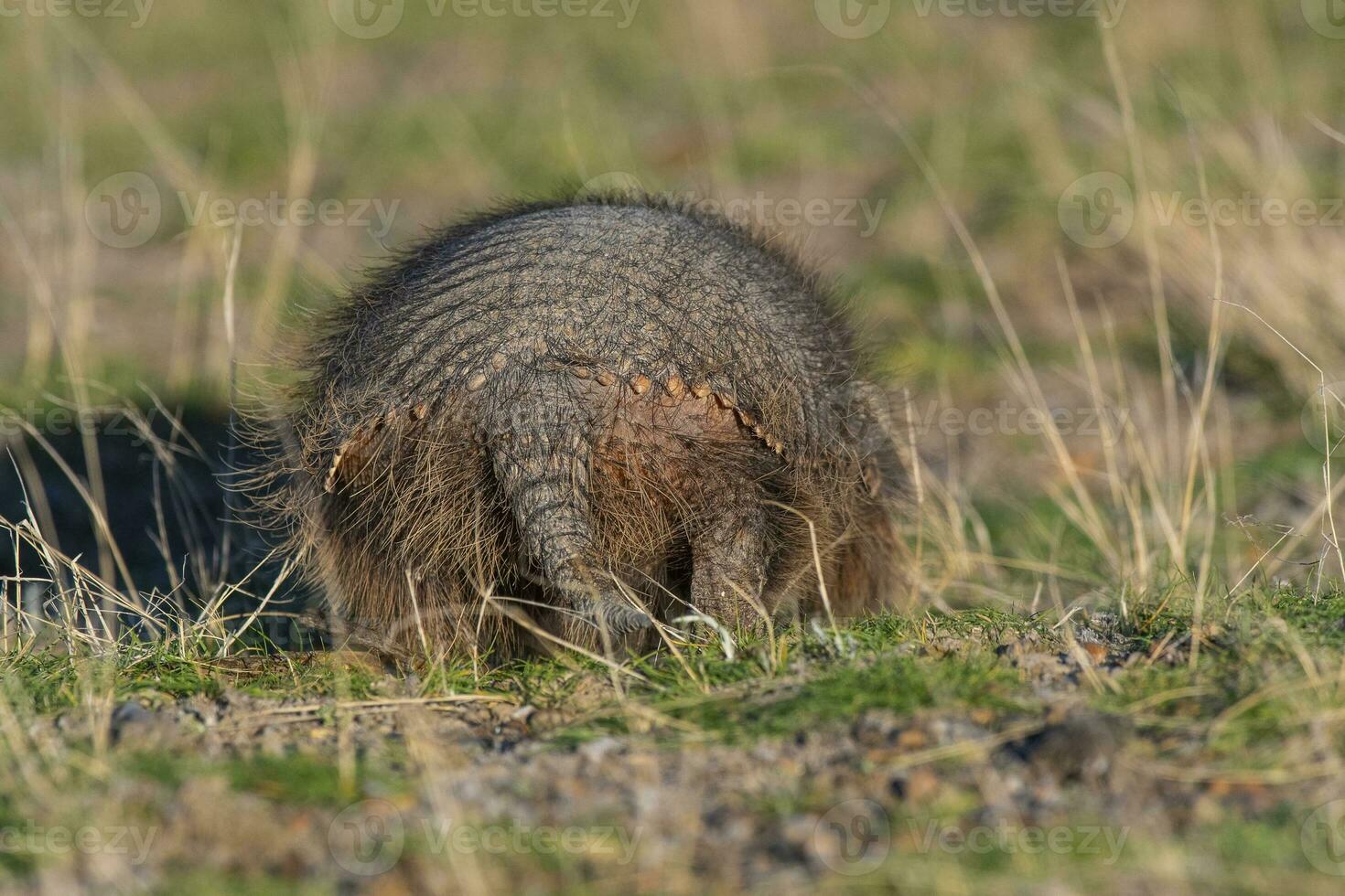 peludo tatu, dentro pastagem ambiente, Península valdes, Patagônia, Argentina foto