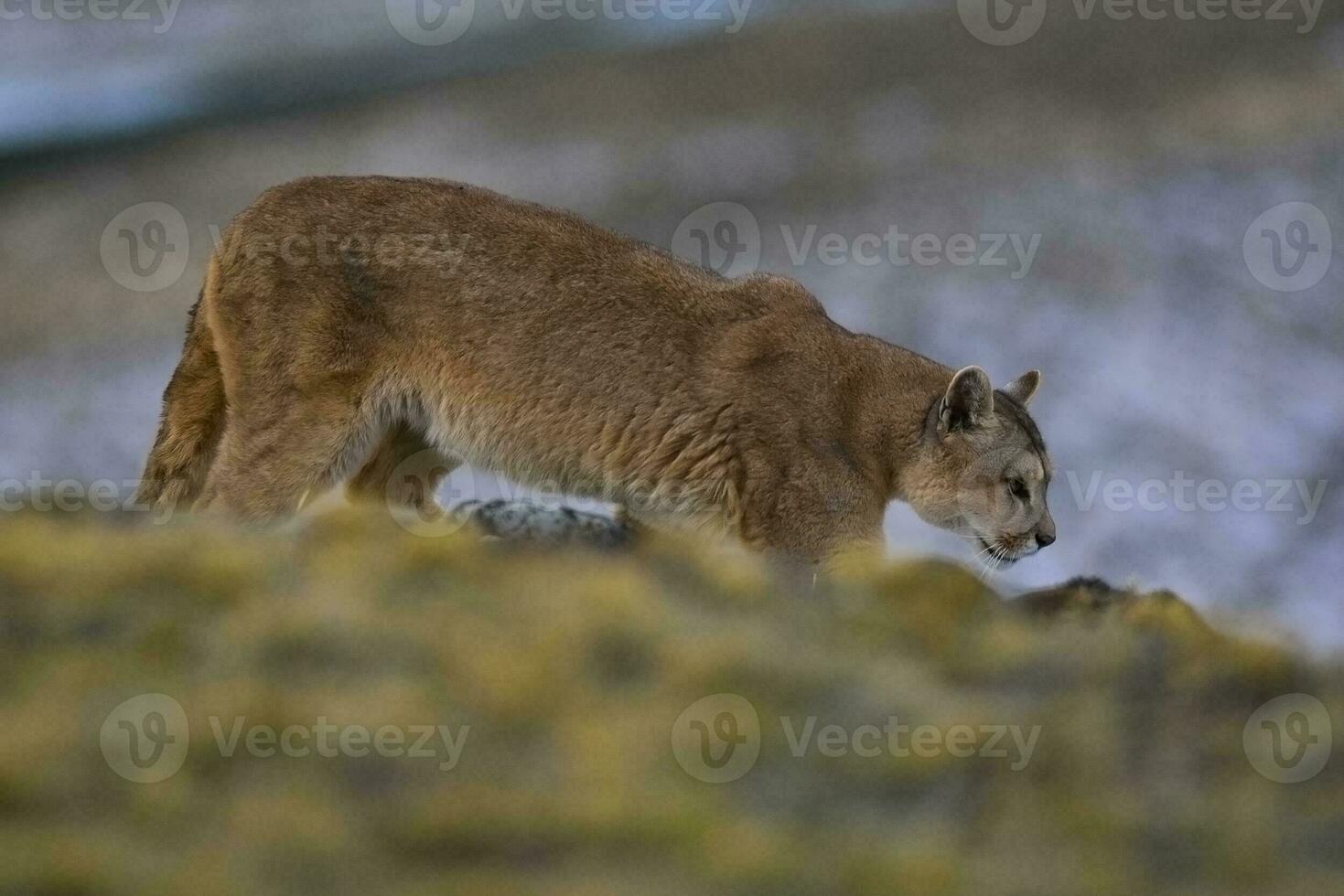 Puma caminhando dentro montanha ambiente, torres del paine nacional parque, Patagônia, Chile. foto