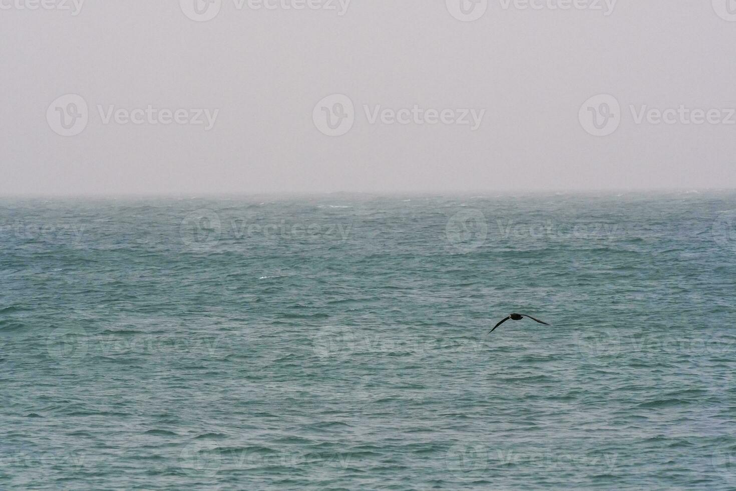 gigante petrel dentro voo, Patagônia, Argentina. foto