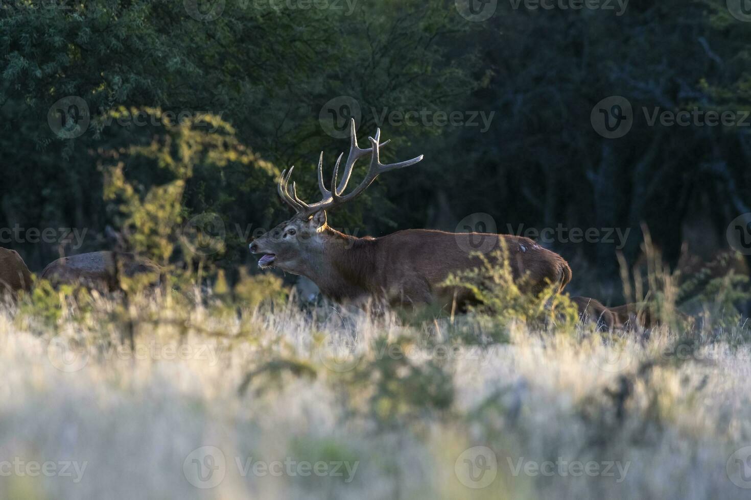 vermelho cervo, masculino rugindo dentro la pampa, Argentina, parque luro, natureza reserva foto