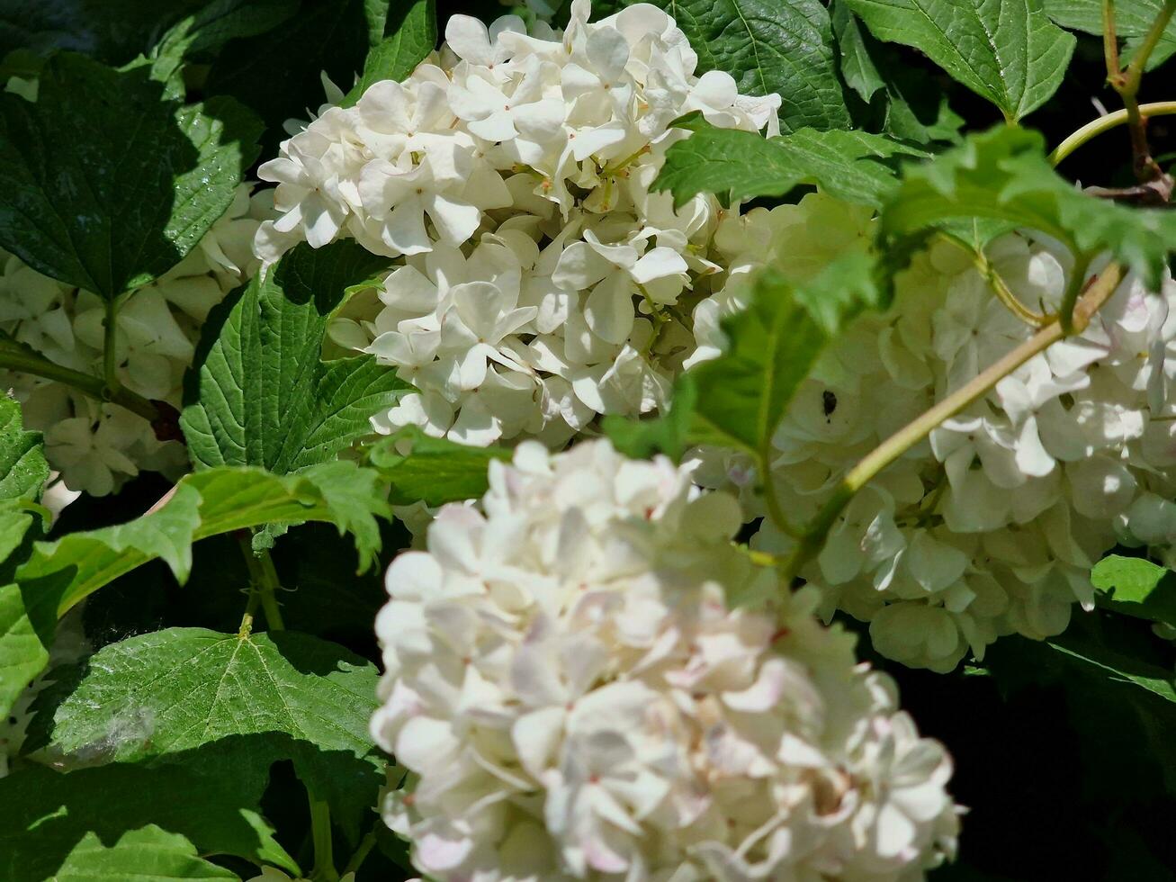 surpreendente Primavera cores dentro flores, Visita para a botânico jardim foto