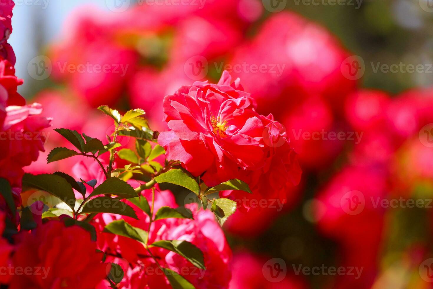 uma muitos do pequeno Rosa rosas em arbusto fechar-se dentro pôr do sol jardim. Rosa rosas arbustos florescendo foto