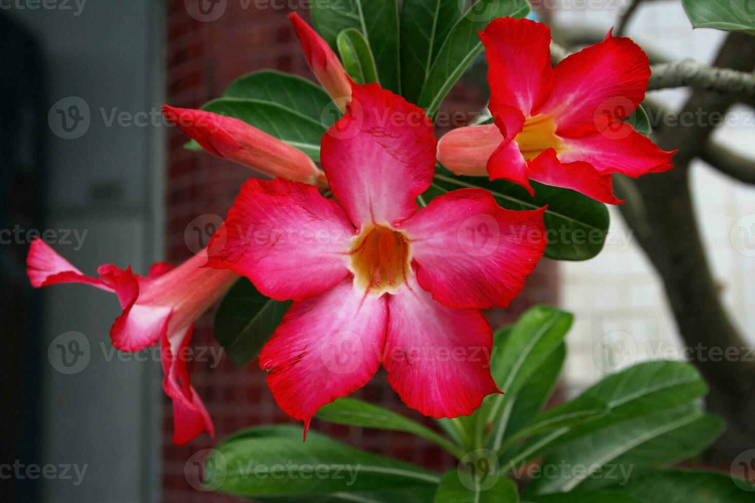 flores vermelhas de azaléia foto