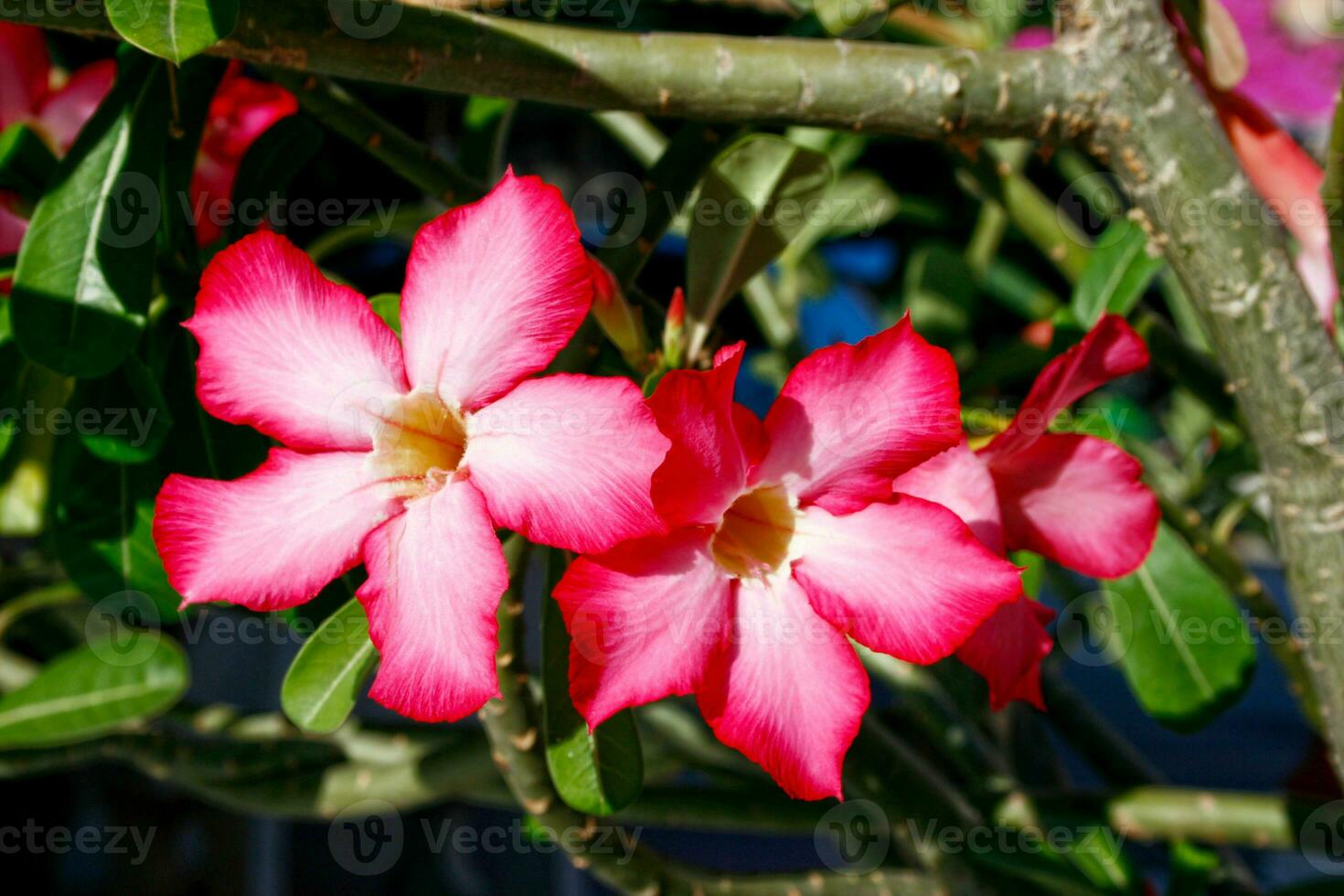 flores vermelhas de azaléia foto