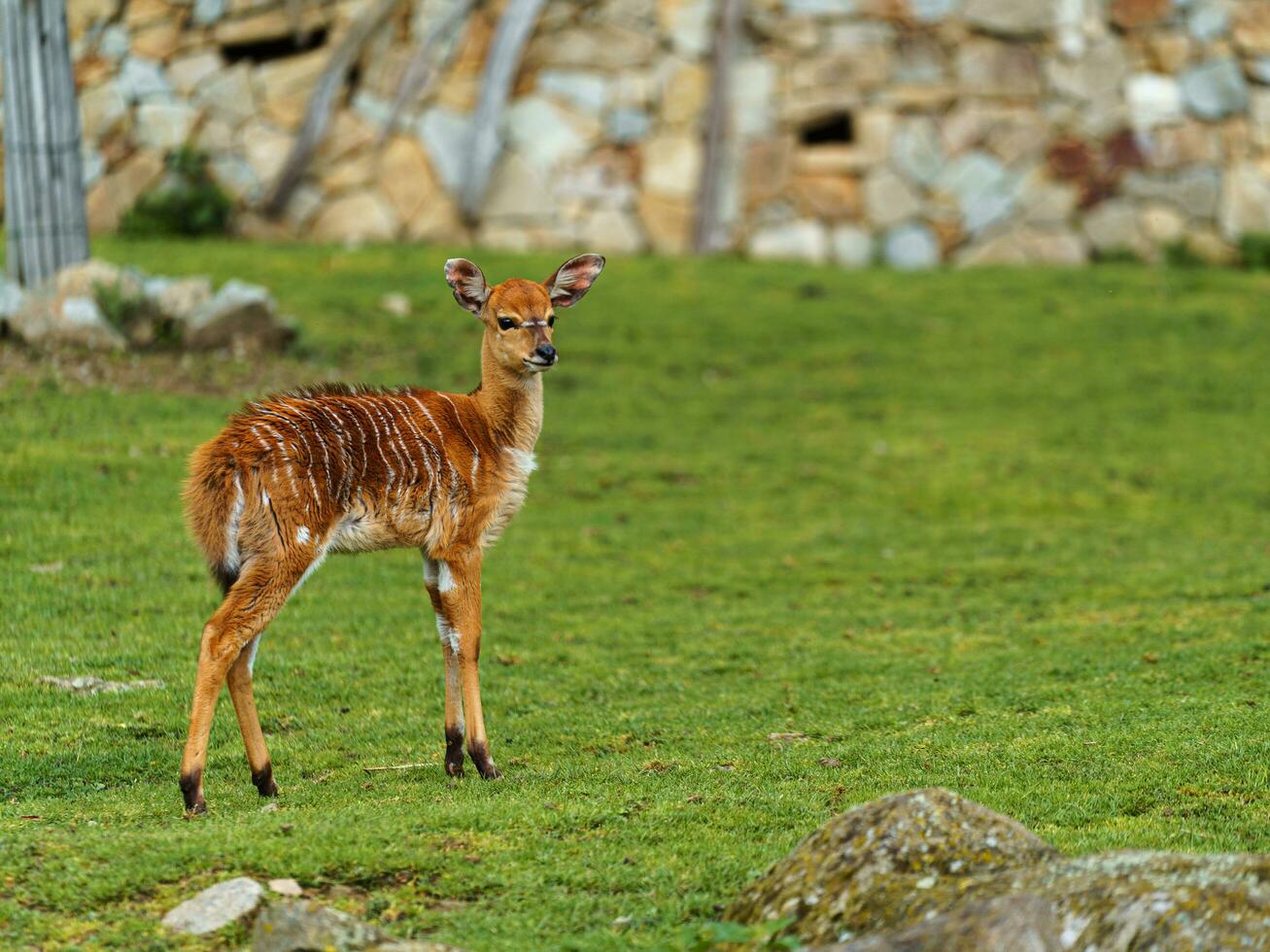 planície Nyala dentro jardim zoológico foto