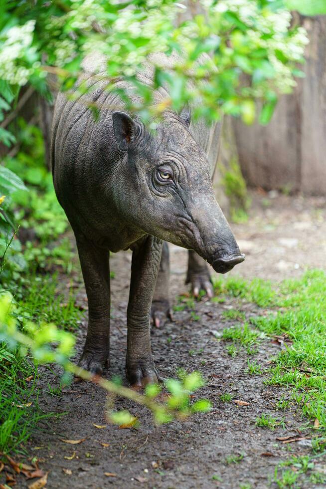 babirusa no zoológico foto