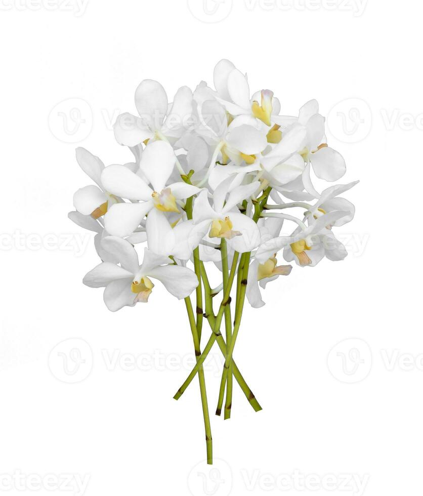 ramalhete do cortar Fora branco dendrobium orquídea haste flor isolado em branco fundo foto