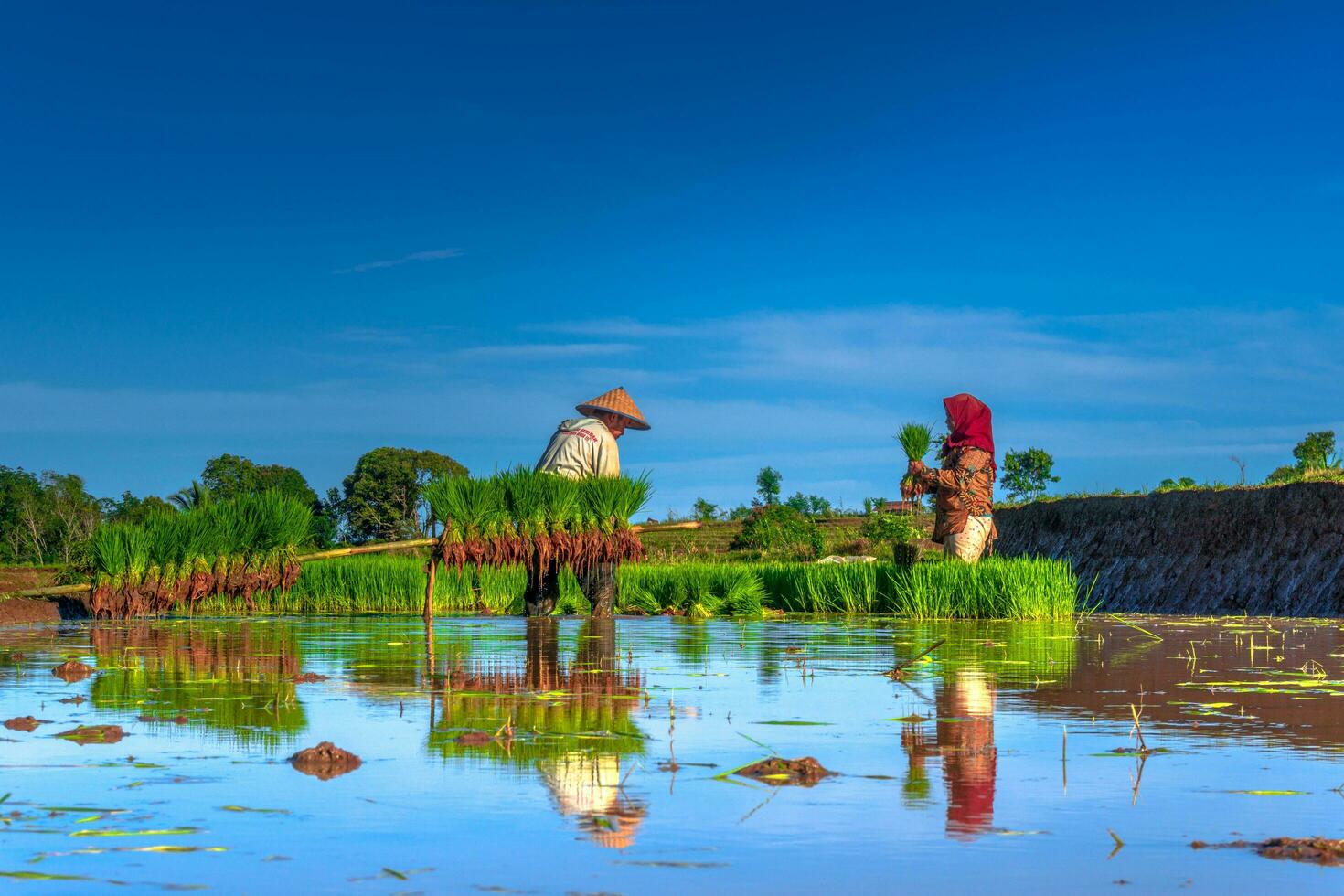 a natural beleza do Indonésia com verde folhas e Relva foto