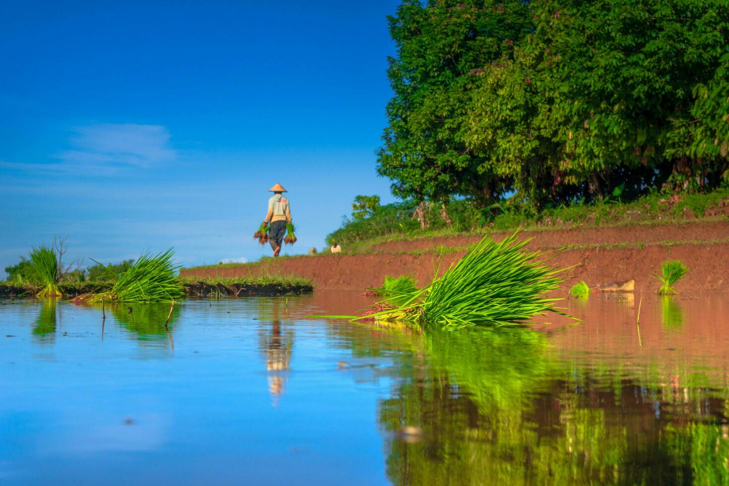 bela vista matinal indonésia panorama paisagem arrozais com cor de beleza e luz natural do céu foto