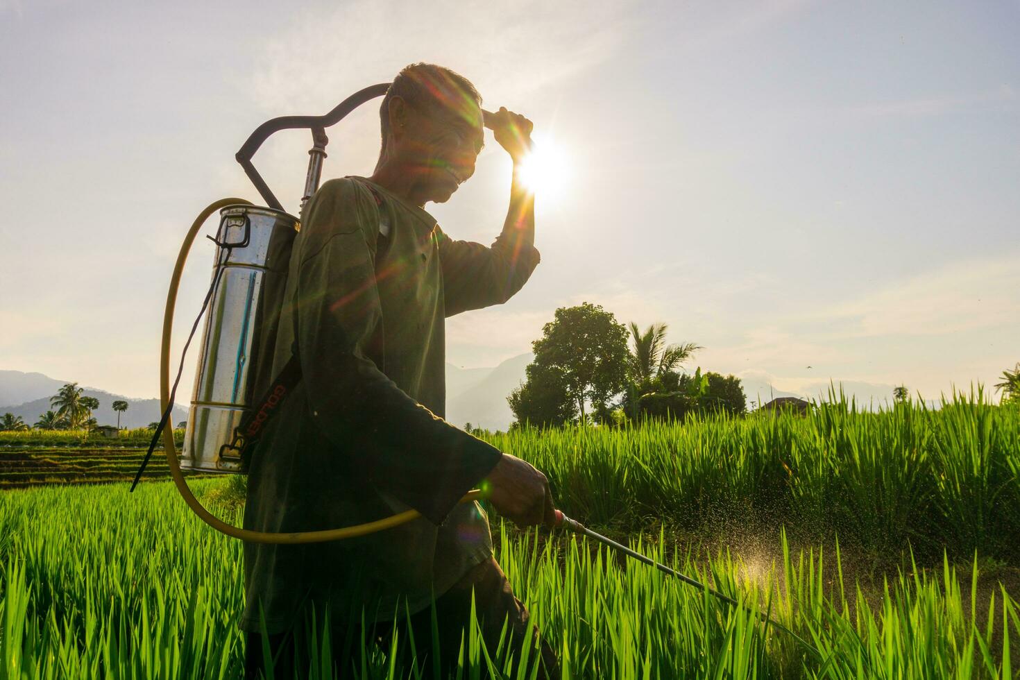 a Atividades do agricultores dentro a arroz Campos dentro a barisan montanhas, bengkulu, norte Indonésia foto