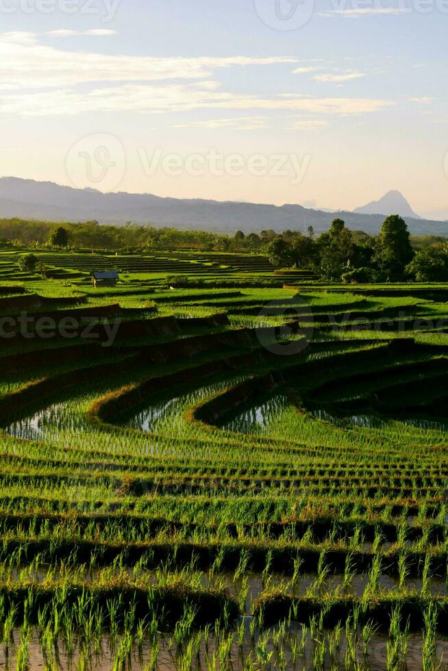 bela vista matinal indonésia panorama paisagem arrozais com cor de beleza e luz natural do céu foto