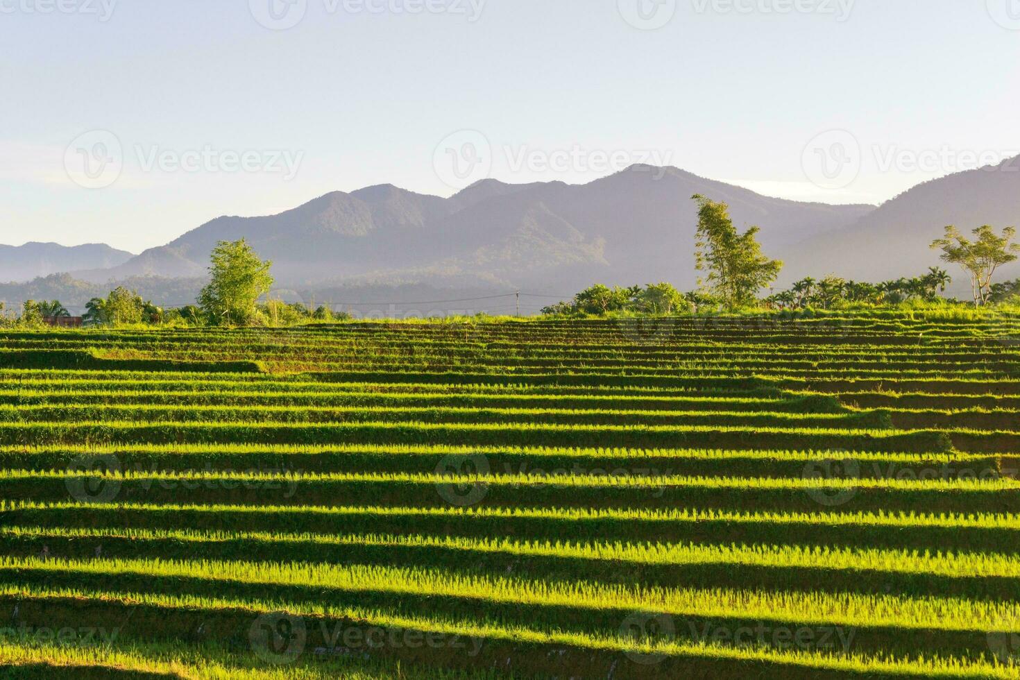 bela vista matinal indonésia panorama paisagem arrozais com cor de beleza e luz natural do céu foto