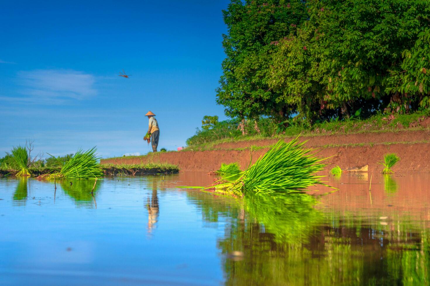 bela vista matinal indonésia panorama paisagem arrozais com cor de beleza e luz natural do céu foto