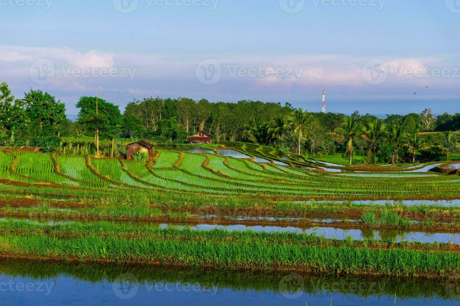 bela vista matinal indonésia panorama paisagem arrozais com cor de beleza e luz natural do céu foto