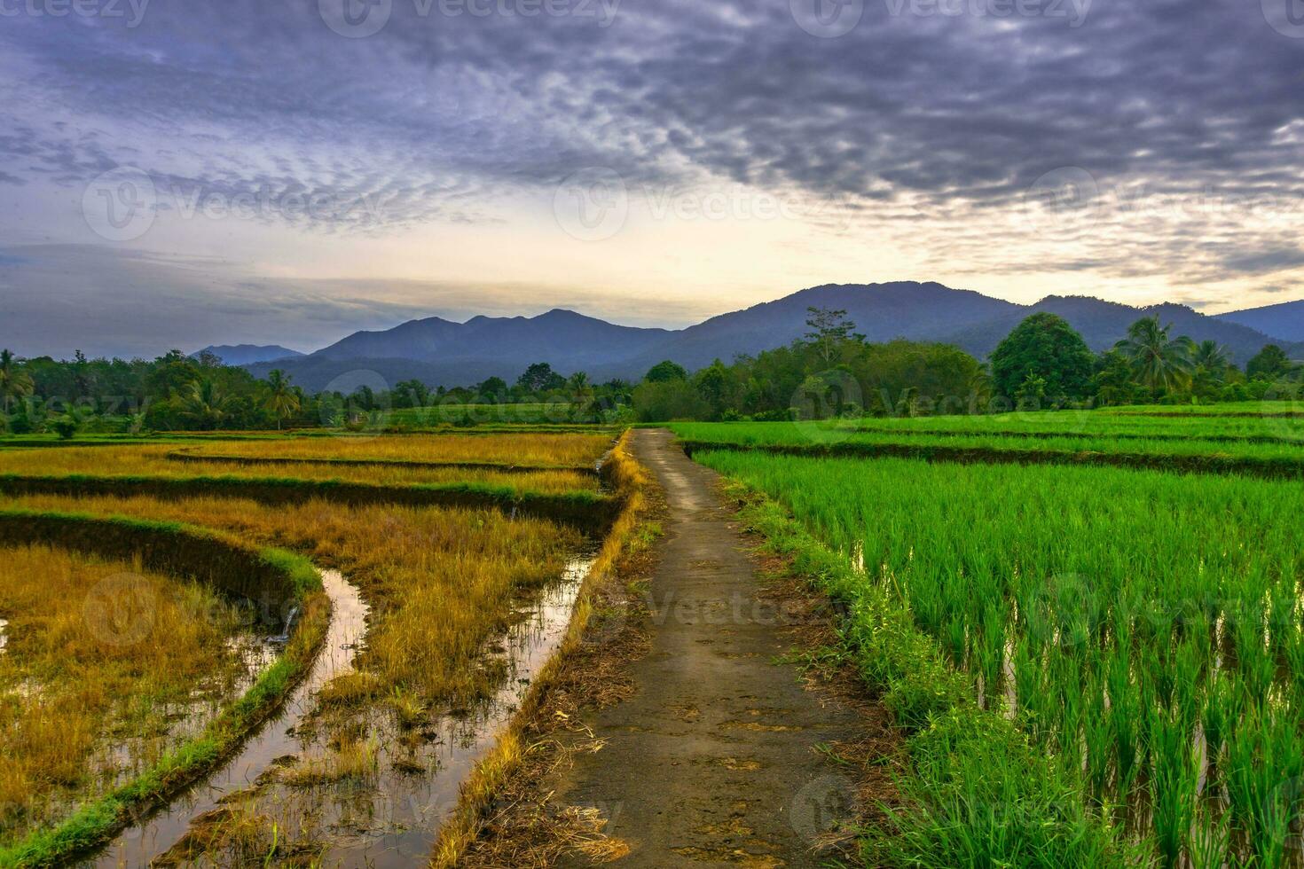 bela vista matinal indonésia panorama paisagem arrozais com cor de beleza e luz natural do céu foto