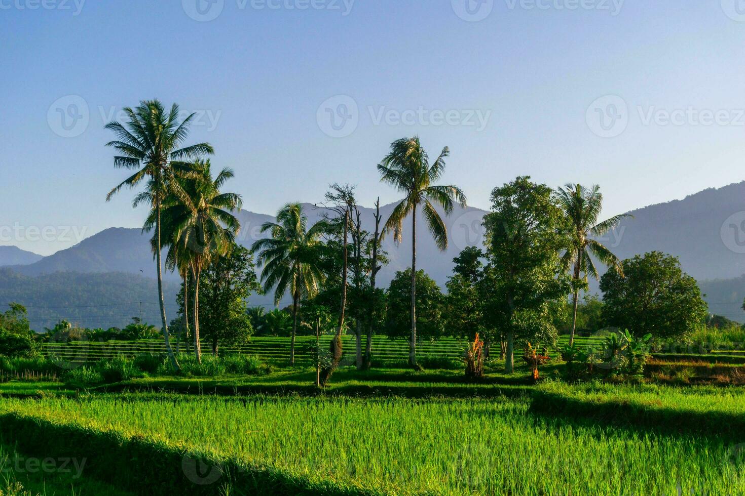 bela vista matinal indonésia panorama paisagem arrozais com cor de beleza e luz natural do céu foto