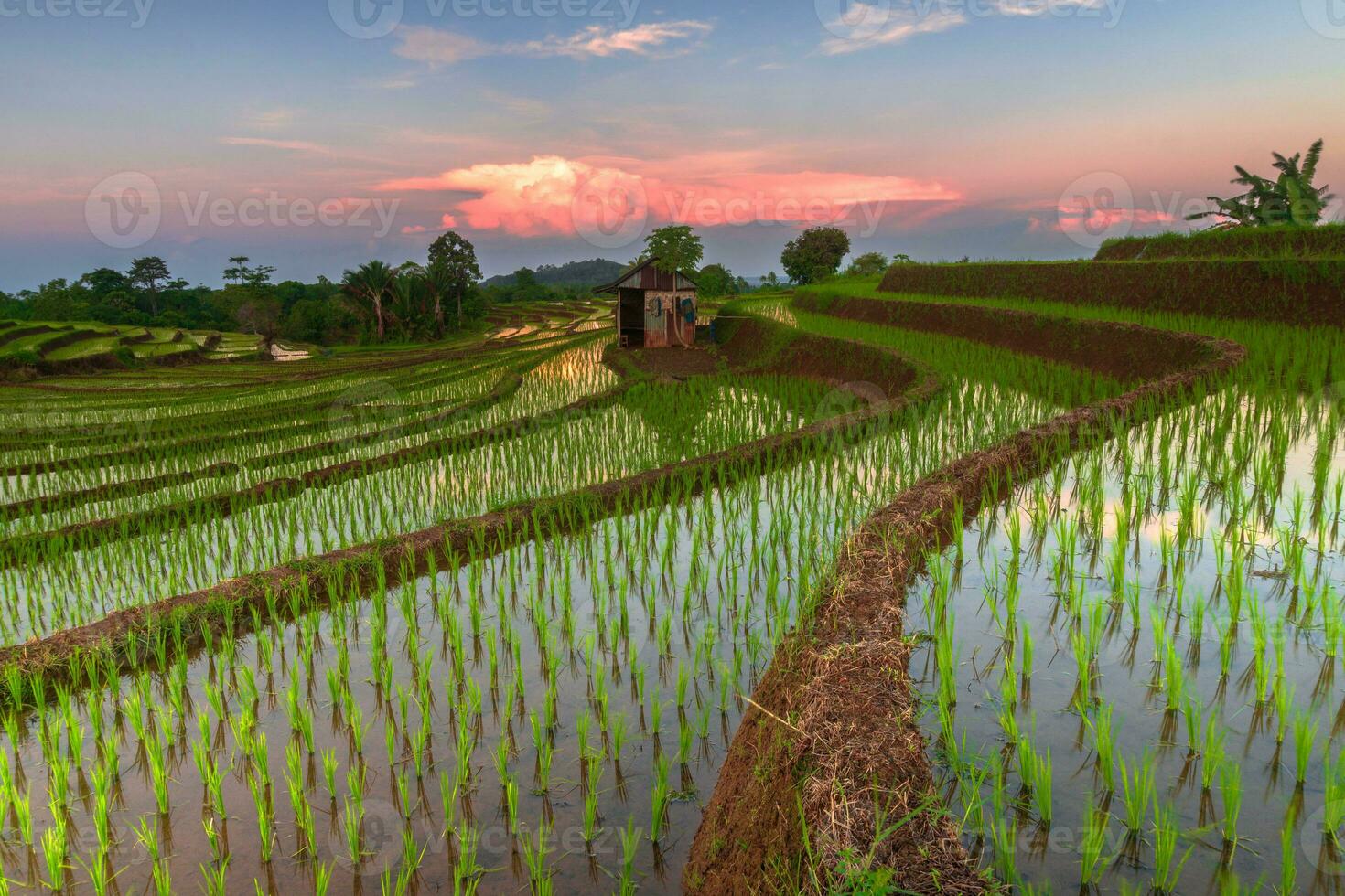 bela vista matinal indonésia panorama paisagem arrozais com cor de beleza e luz natural do céu foto