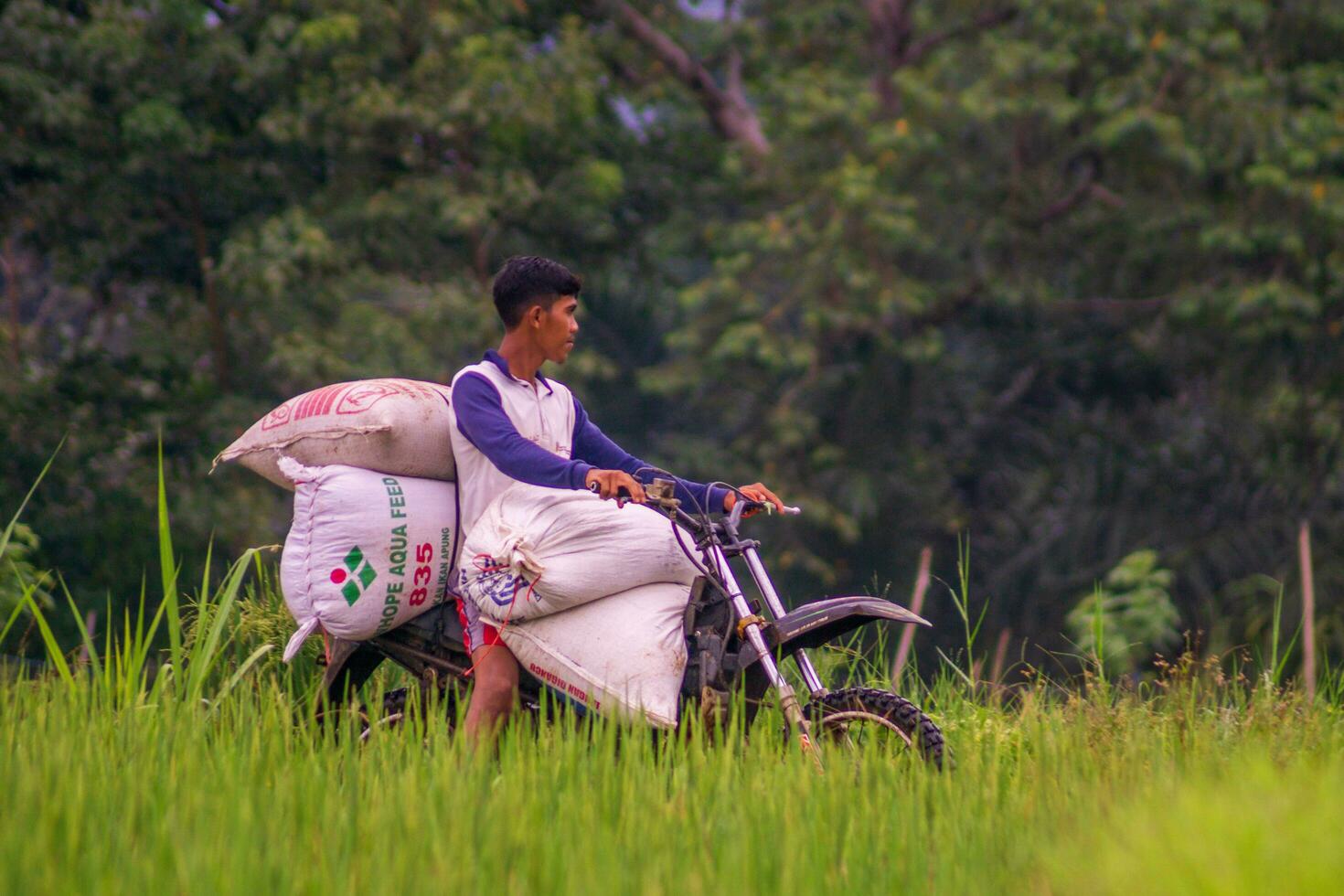 bengkulu, Indonésia, 2023 - Vila vida com agricultores trabalhando dentro a arroz Campos foto