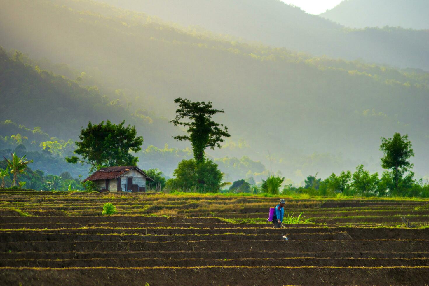 bela vista matinal indonésia panorama paisagem arrozais com cor de beleza e luz natural do céu foto