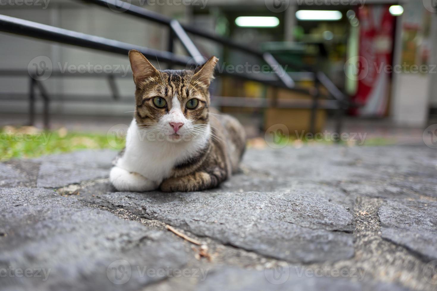 um gato de rua em Singapura foto