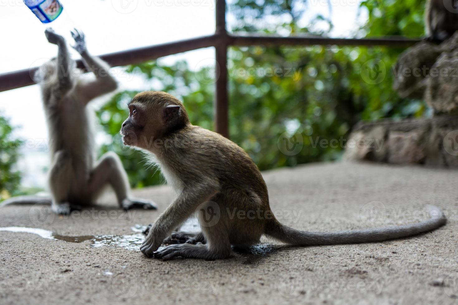 um macaco perto das cavernas de batu em Kuala Lumpur foto