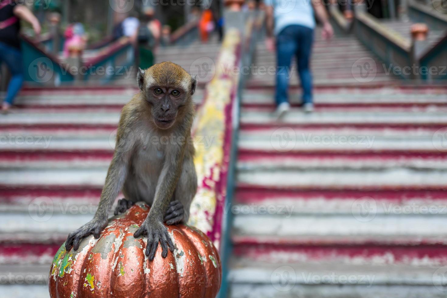 um macaco perto das cavernas de batu em Kuala Lumpur foto