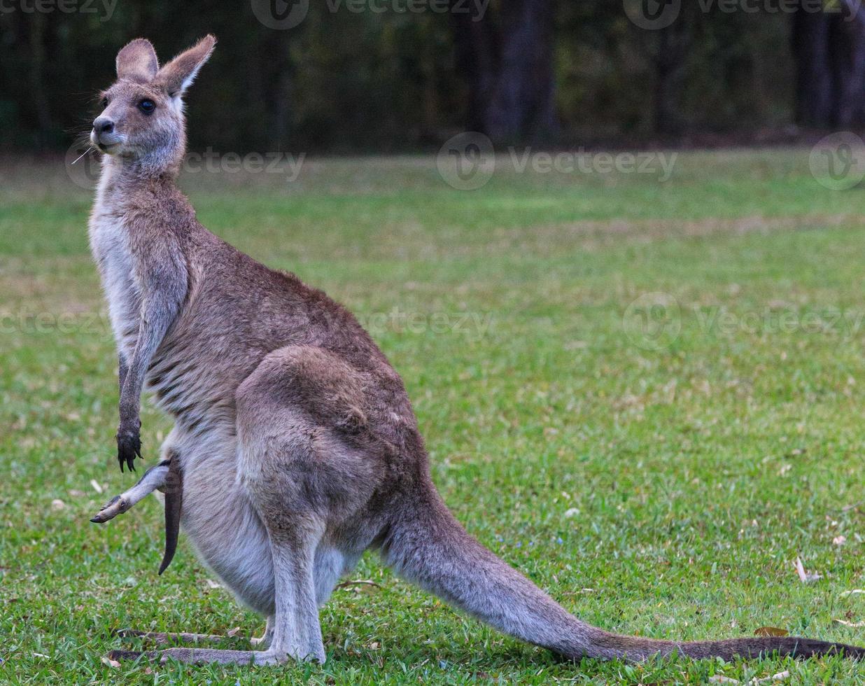 leste cinzento canguru macropus giganteus luz do sol costa queensland austrália foto