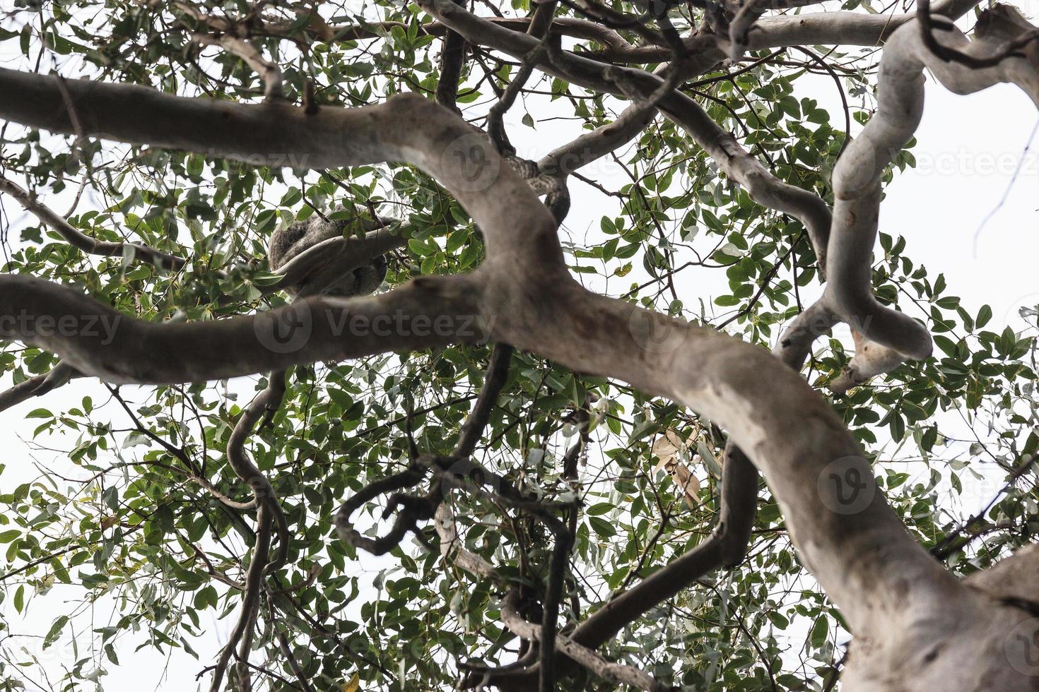 koala phascolarctos cinereus noosa queensland austrália foto