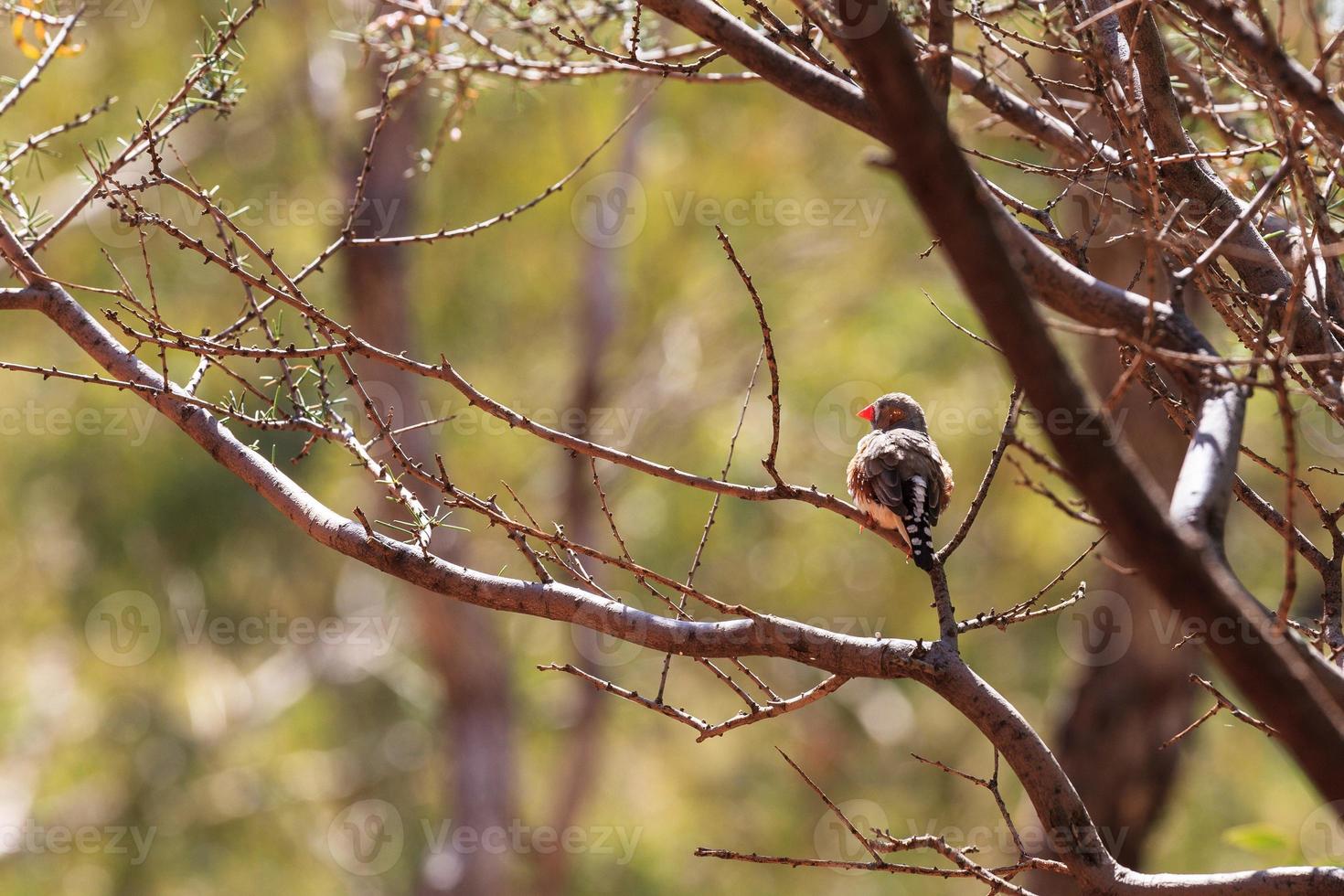 tentilhão zebra taeniopygia guttata no parque kata tjuta território norte da austrália foto