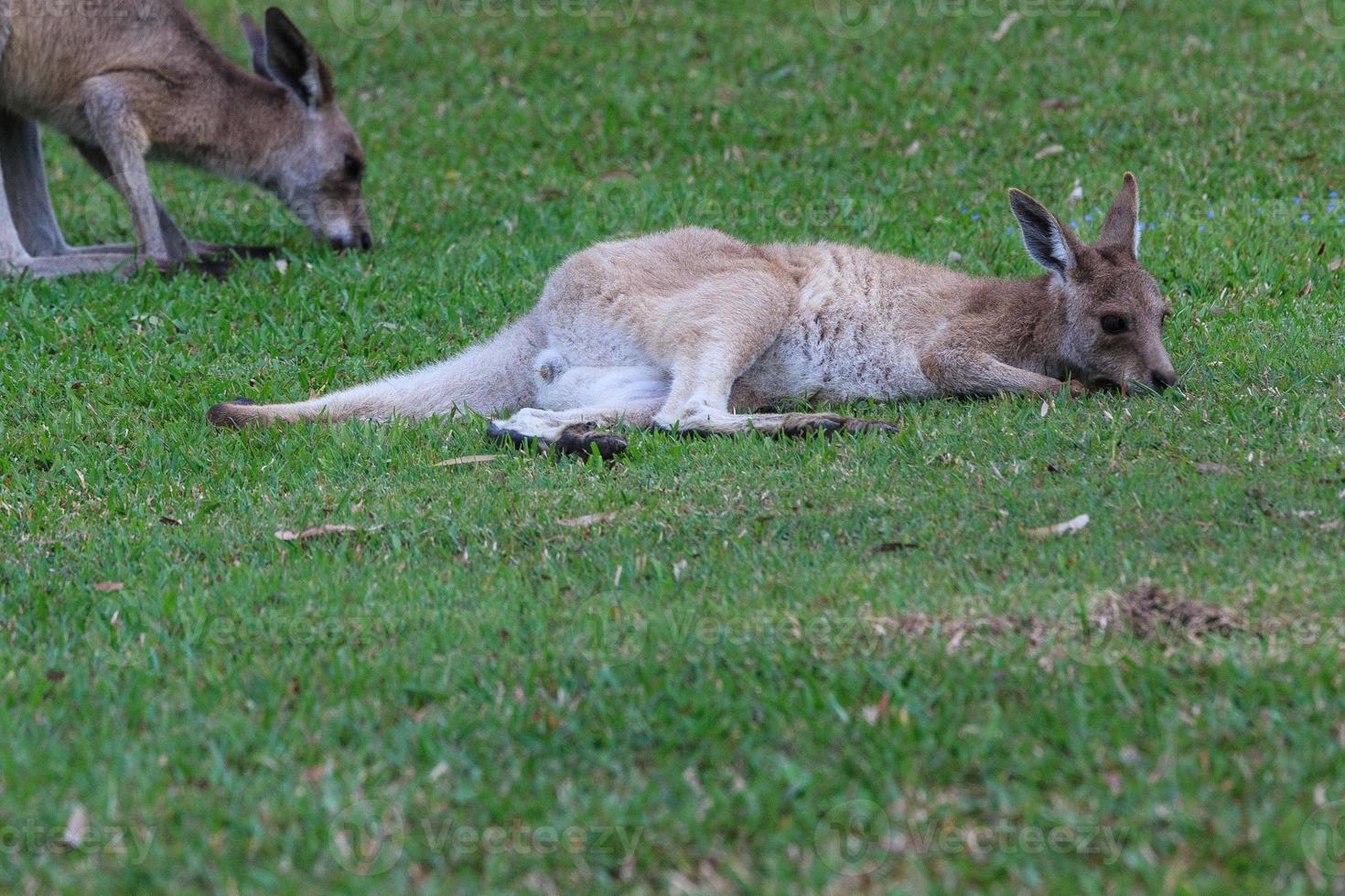 leste cinzento canguru macropus giganteus luz do sol costa queensland austrália foto