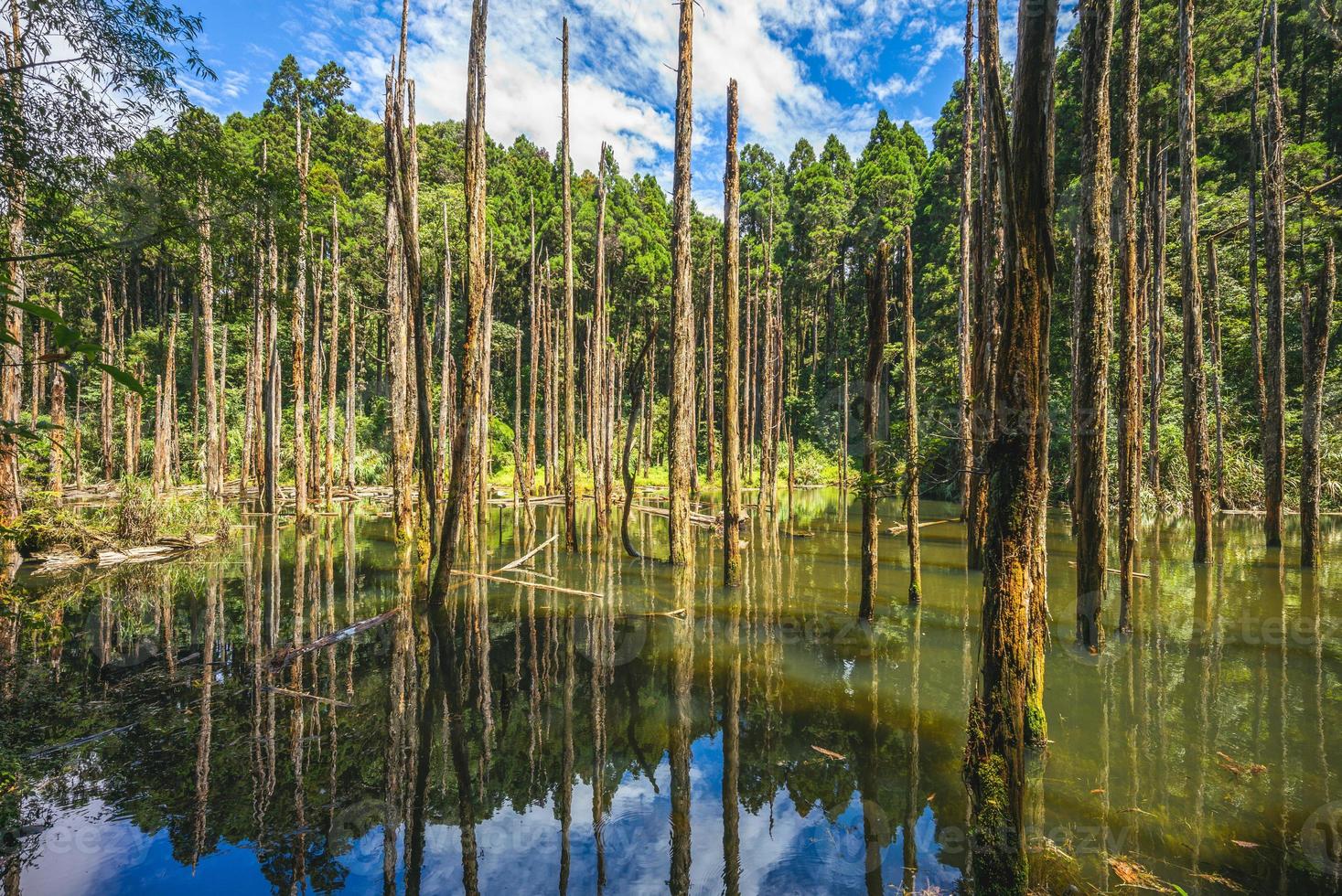 floresta de lótus de shanlinshi em nantou, taiwan foto