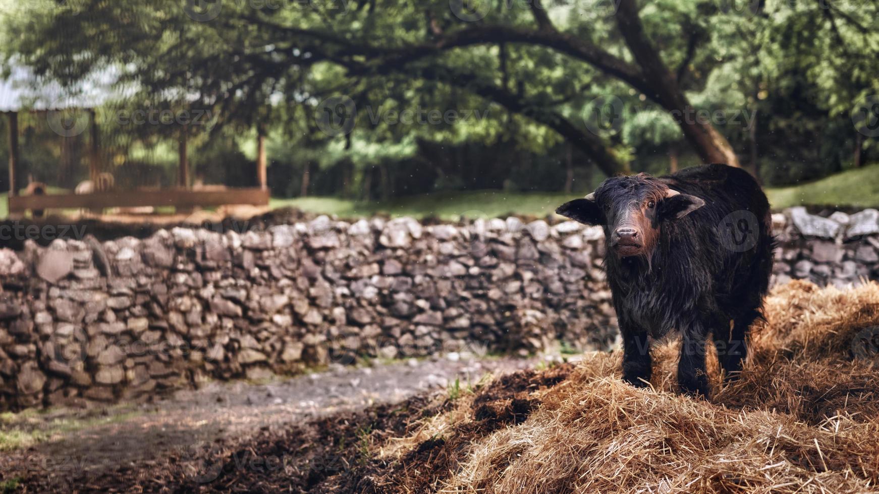 bezerro desfrutando de um pasto em seu ambiente natural. foto