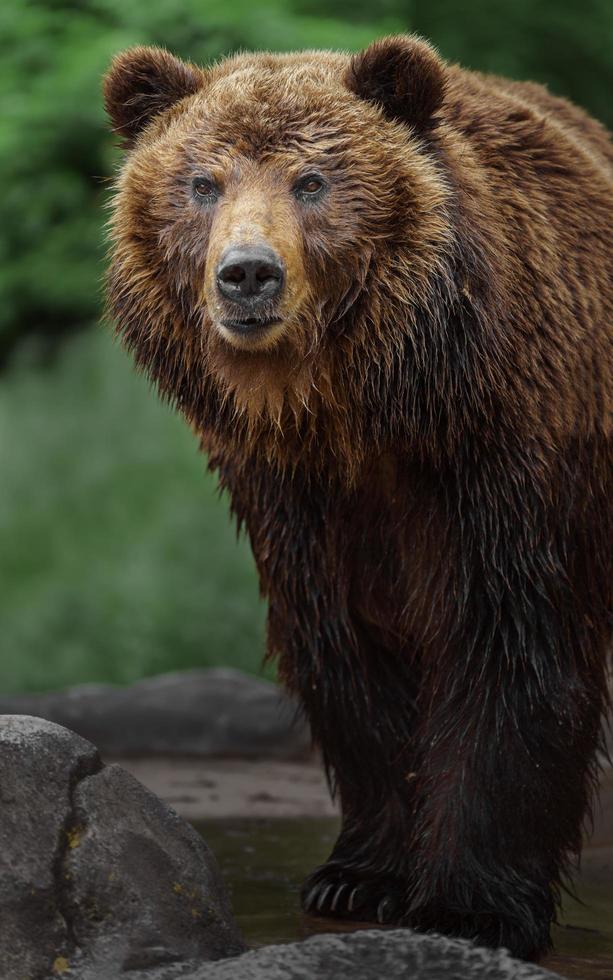 urso marrom kamchatka foto