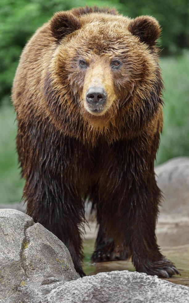 urso marrom kamchatka foto