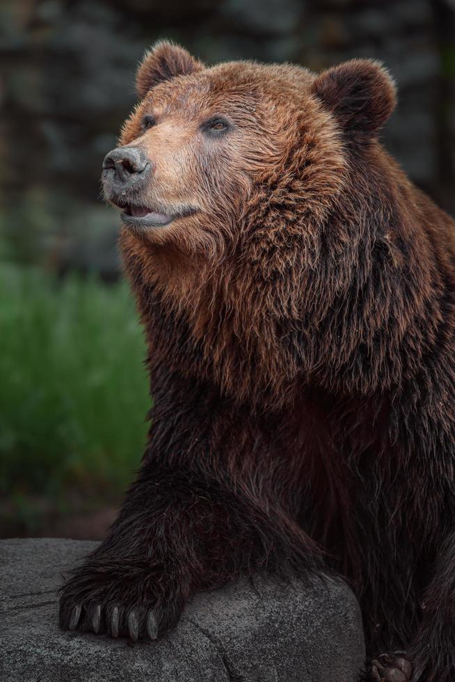 urso marrom kamchatka foto