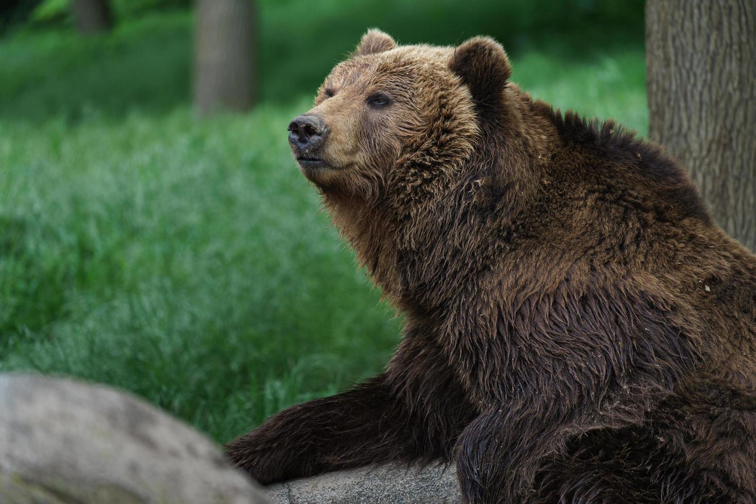 urso marrom kamchatka foto