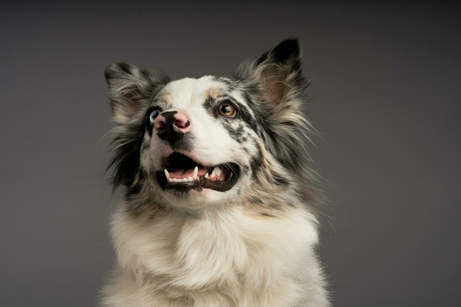 uma fechar-se tiro do uma visto fronteira collie cachorro com heterocromia olhos foto