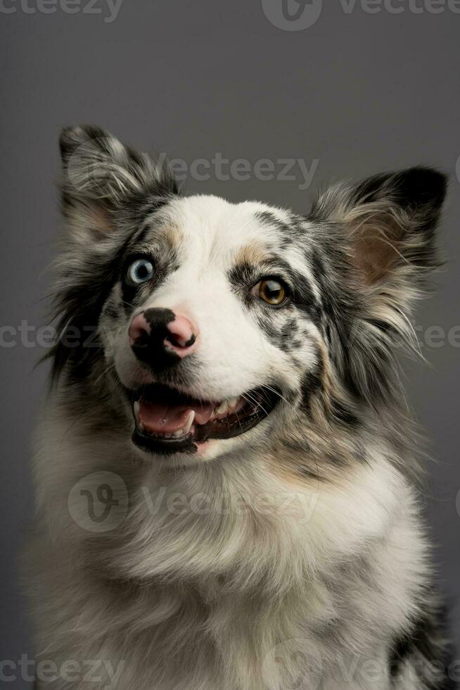 uma vertical retrato do a australiano collie azul merle isolado em uma cinzento fundo foto