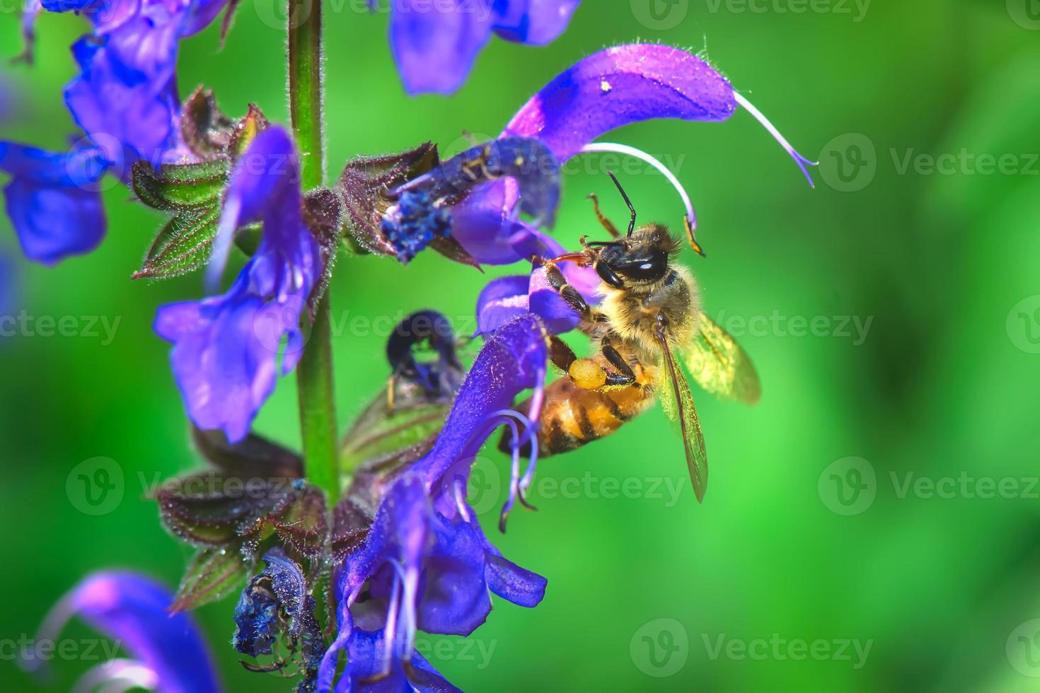 uma abelha suga néctar de uma flor de sálvia pratensis foto