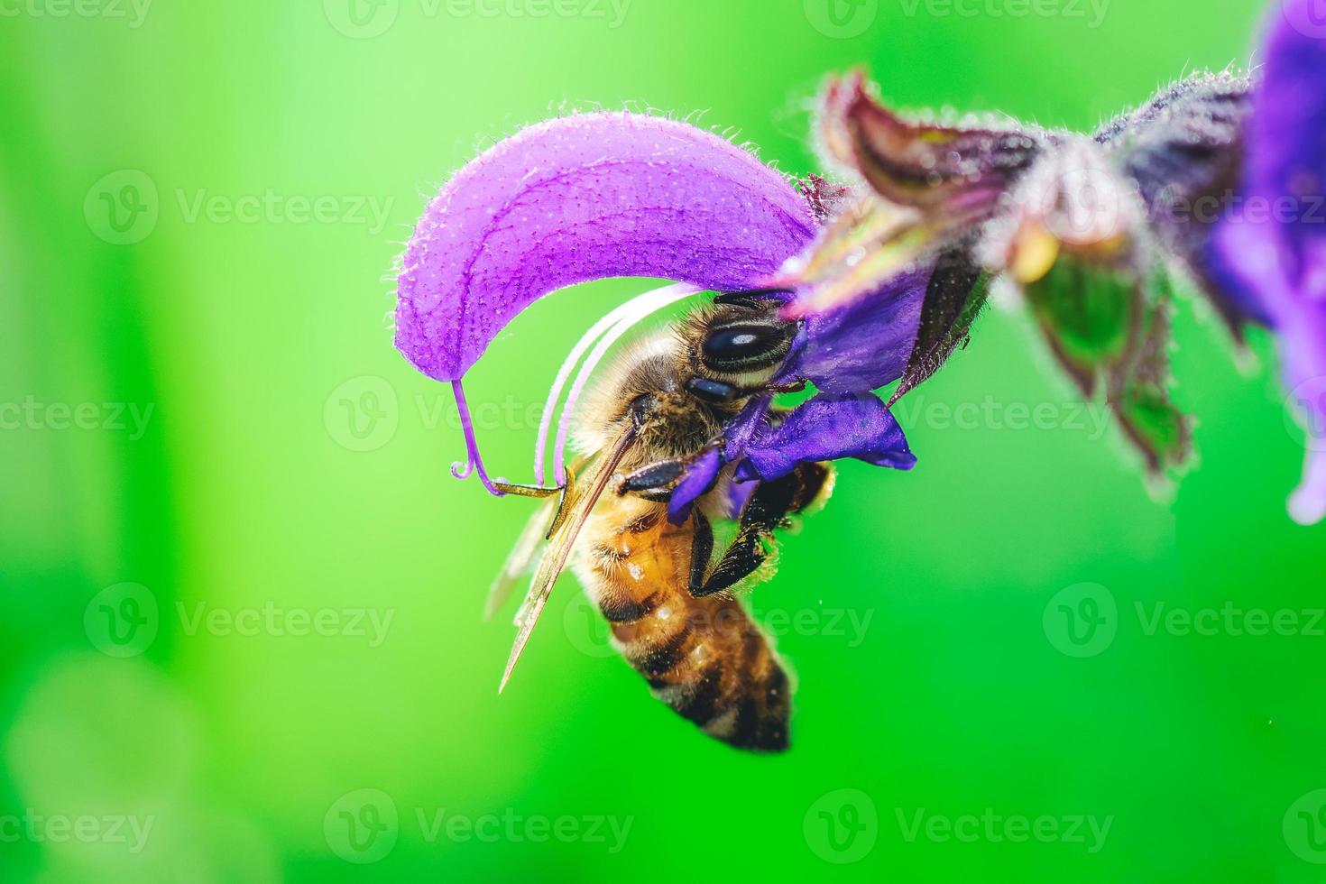 uma abelha nos Alpes italianos que suga o néctar da sálvia pratensis foto