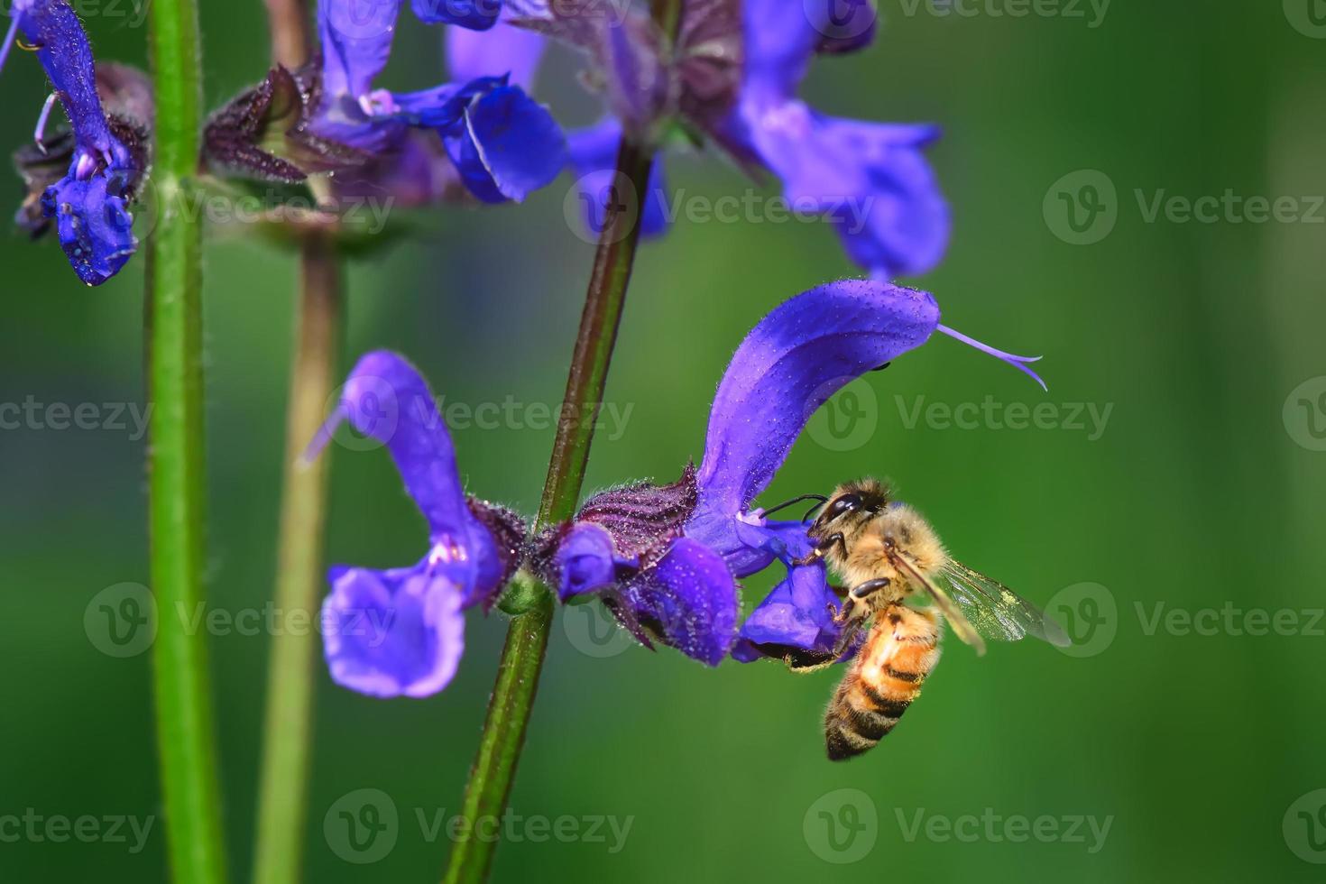 flor de sálvia pratensis com uma abelha em busca de néctar foto