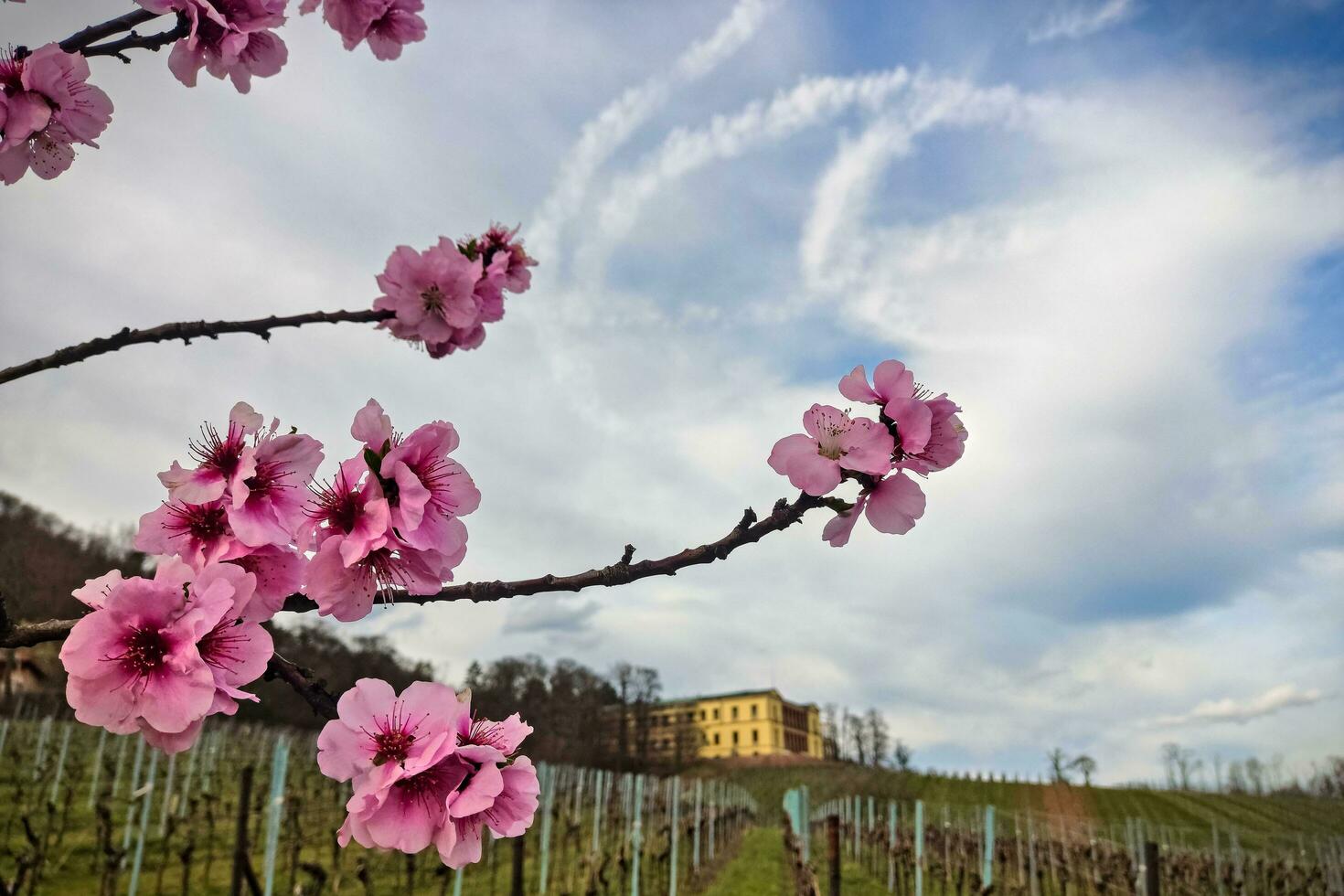 amêndoa flores dentro primavera foto