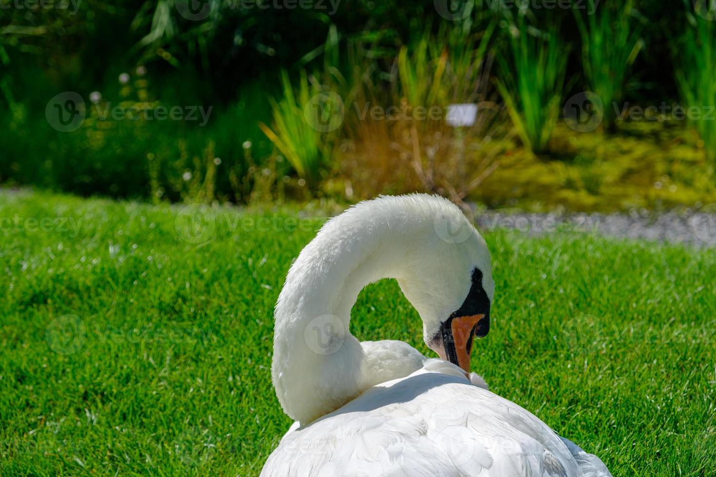 um lindo cisne mudo cygnus olor relaxando no prado foto