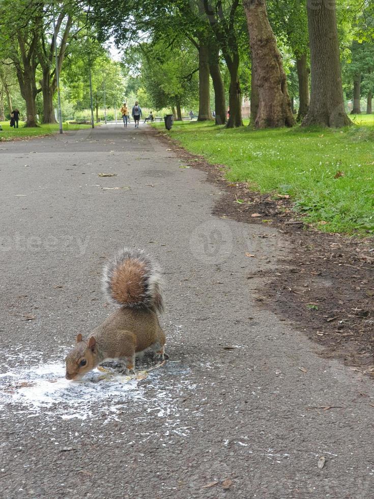 esquilo em um parque da cidade come sorvete que caiu em um caminho de asfalto foto