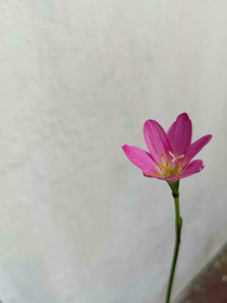 lindo Rosa flor dentro meu jardim foto