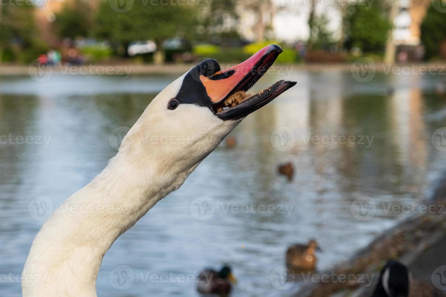 cabeça de cisne cygnus olor engolindo sua comida. foto