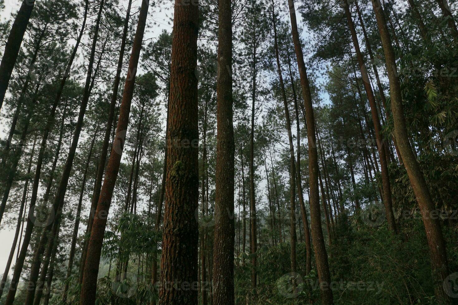 Indonésia ótimo natureza com Maravilhoso cultura foto